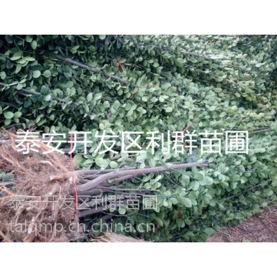 1ױǮ һ׸߱ 1ϱǮ 1ױ۸