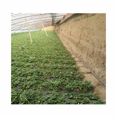 温室大棚草莓膜下滴灌栽培技术指导