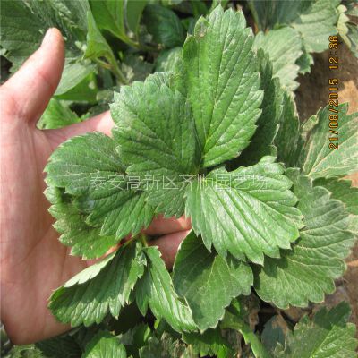草莓苗好品种 草莓苗二代生产苗
