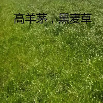 植物纤维毯，高边坡绿化植被毯，河道防护抗冲生物毯