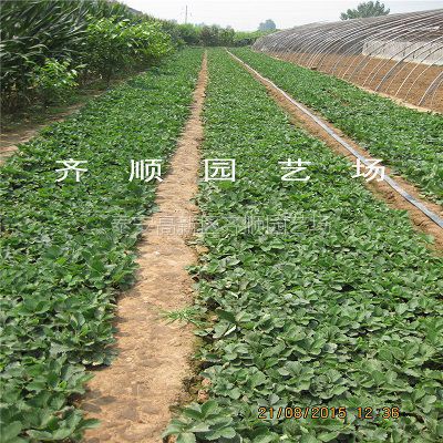 ϲݮ繩Ӧ ݮϼ۸