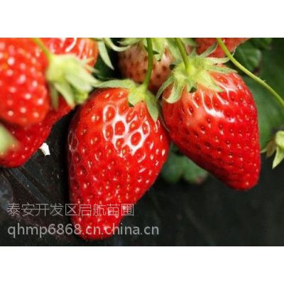 低价四川脱毒草莓苗基地,草莓苗云南2015年格,青海草莓苗批发中心电话