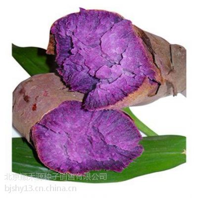 紫薯种子脱毒紫薯苗顺禾源销售