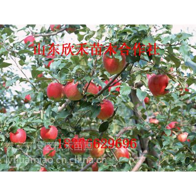 عӦƻ ʼҸƻ ƻ һƻ