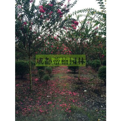 ޱ辰 Ҷޱ ޱֲ ޱ ޱֲ