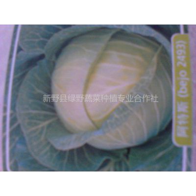 供应100吨球型包包菜大量供应