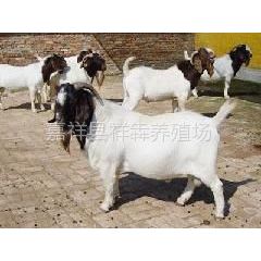 供应山东波尔山羊行情