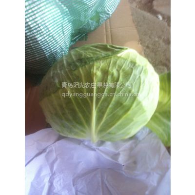 供应青岛绿甘蓝北京椰菜青岛卷心菜 莱西甘蓝 包菜加工厂 大头菜供应商