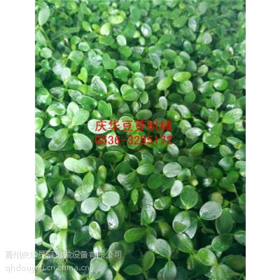 龙须菜鸡毛菜蒜苗枸杞苗芽苗菜|青州庆华豆芽机(图)|东南西瓜马头兰菊花脑生姜芽苗菜