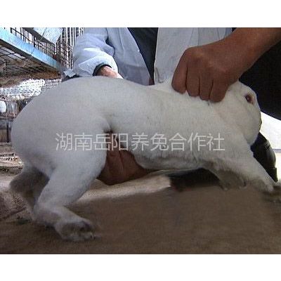 供应湖南獭兔养殖种苗场技术培训基地