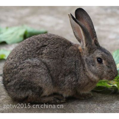 正宗***农家草兔散养兔子优质肉兔1年左右家兔活兔现杀新鲜兔肉