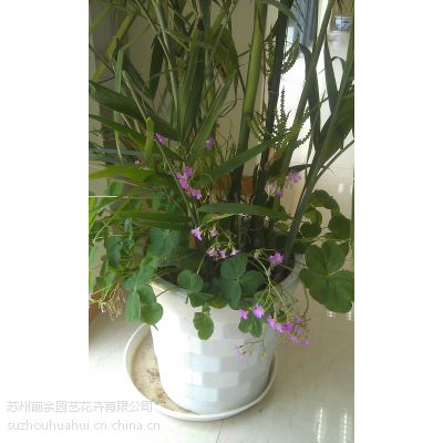 ֲޣֲޣлޣлľޣлޣ