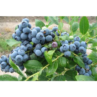 四川蓝莓基地(多图)、四川蓝莓苗价格、四川蓝莓苗