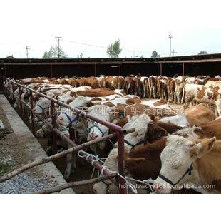 供应吉林大型肉牛养殖基地正规养牛场在哪