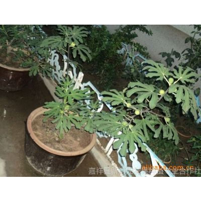 供应盆栽无花果苗——造型美观 主干粗壮 结果多 无花果盆栽