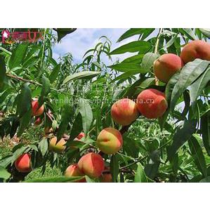 新鲜水果桃子仙居特产高山水蜜桃基地大甜绿色水果有机蟠桃采摘