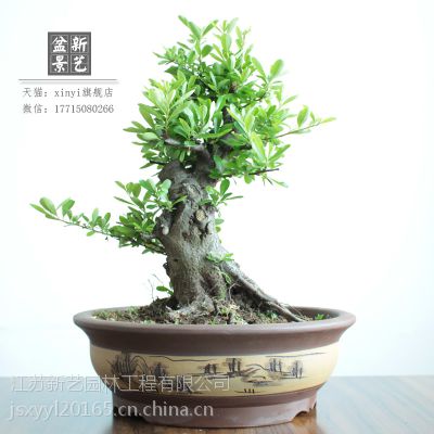 xinyi׮辰꿪ⳣ