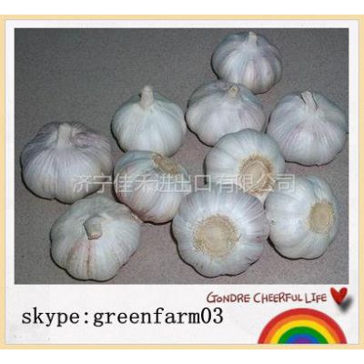 Ӧnew and high quality garlic for sale