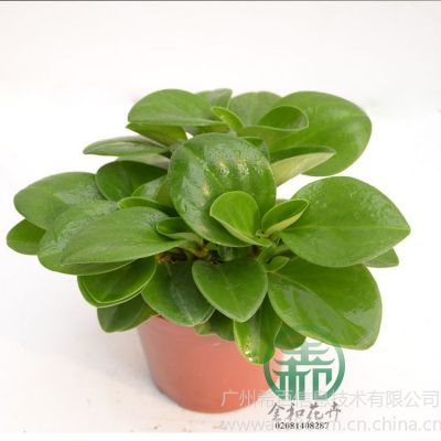 Ӧ߶ȣ20~25 ڷ:18~25 cmA110Ҷ¶:8治ͺ