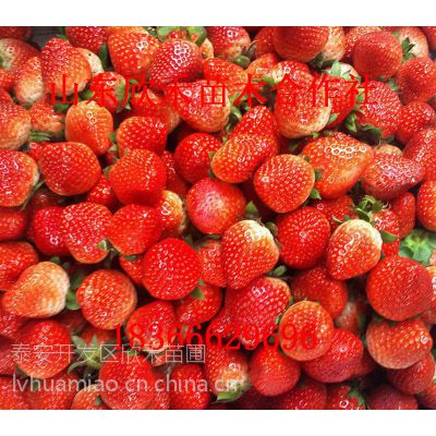 山东基地草莓苗 四季草莓小苗 四季草莓苗 高存活率草莓苗