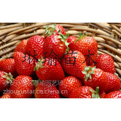 供应优质日本甜宝草莓苗
