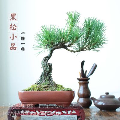 xinyiƷ辰СԹ۸辰跢