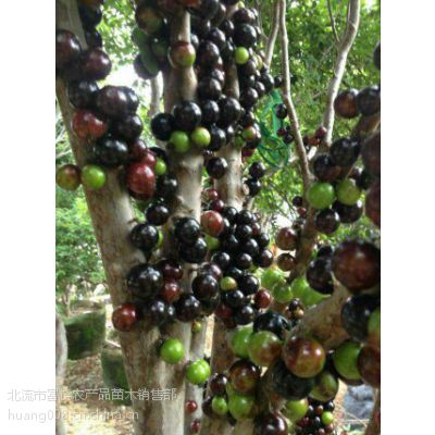 供应那里有嘉宝果苗卖广西树葡萄苗木葡萄苗葡萄木苗树上结的葡萄价格 中国供应商