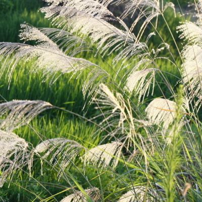 常年供应水生植物芦苇芦苇苗基地种植量大优惠保量价格从优欢迎选购