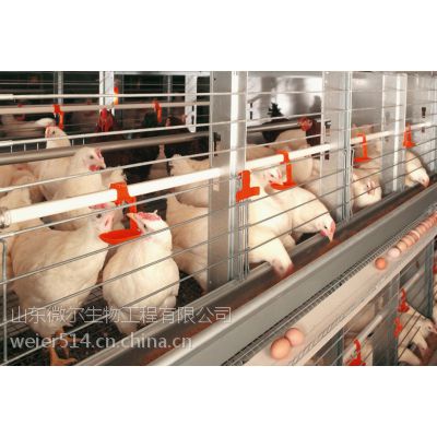 供应蛋鸡专用益生菌降低鸡舍内氨臭气味
