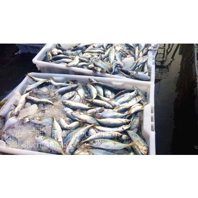 提供大量越南野生海鱼-1元一斤