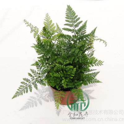 Ӧβާ߶ȣ18~25 ڷ14~20cm¶:10治ͺ