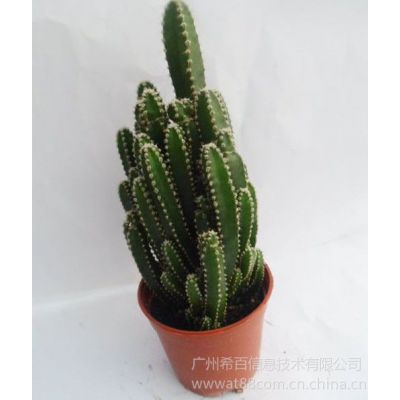 ӦϬȺ߶ȣ22~23  ڷ14cm
