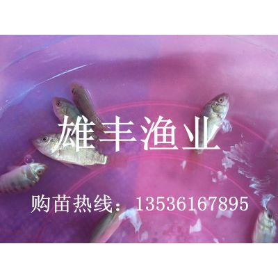 Ӧƽд޷繩Ӧ|޷ֳ|޷۸
