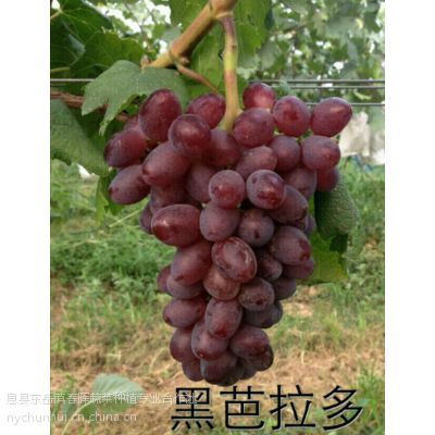 ڰ ڰ  ڰͨ޽ͨ