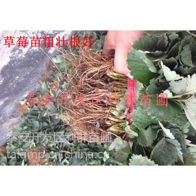ۺղݮ ɽղݮ