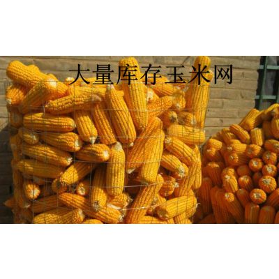 圈棒子网、圈玉米电焊网、镀锌铁丝网***