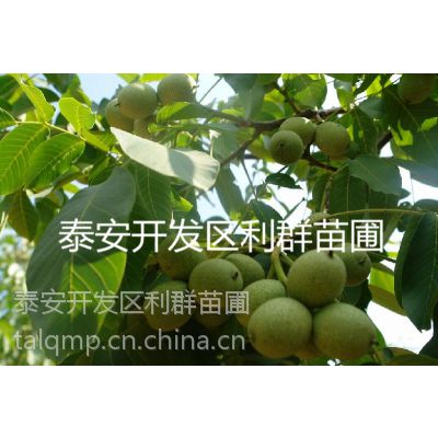 Ӧ޽Ӻ ޽Ӻ۸ ޽Ӻ ޽Ӻ ޽Ӻ