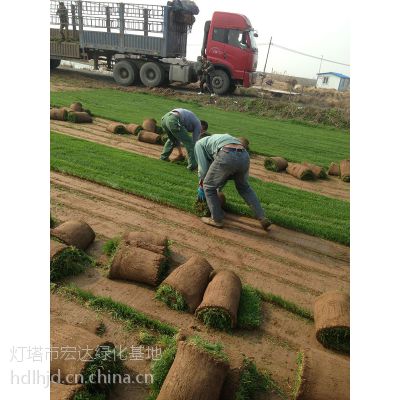 迎新春 天津草坪价格低 秦皇岛草坪大量出售 朝阳草坪