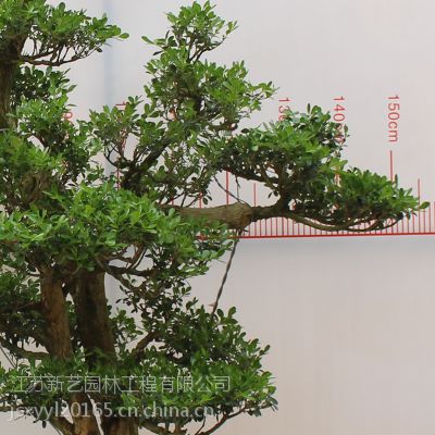 xinyiдͻ辰ⳣԴ跢