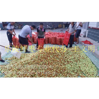 山东鲜枣产地供应信息