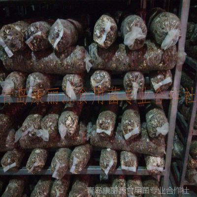 青岛出口级香菇菌棒基地备案、自理报关报检
