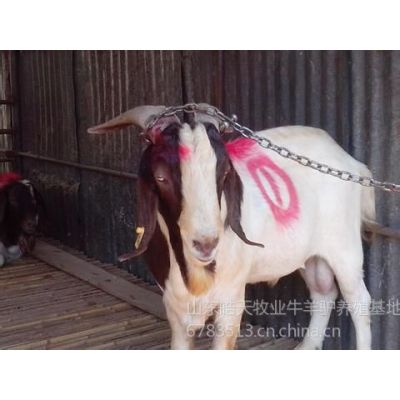 供应供应波尔山羊价格皓天牧业专业养殖提供更新波尔山羊育肥羊价格