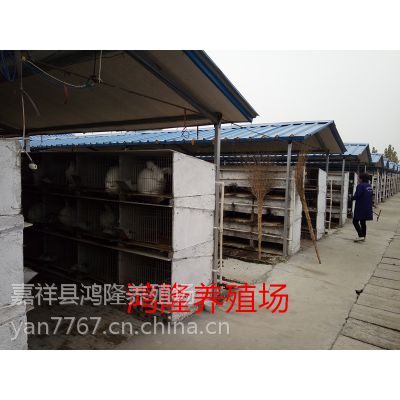 北京獭兔种兔价格北京獭兔养殖技术