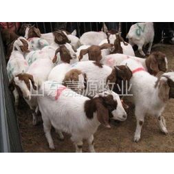 供应江西宁都波尔山羊养殖基地质量好长势好出肉***