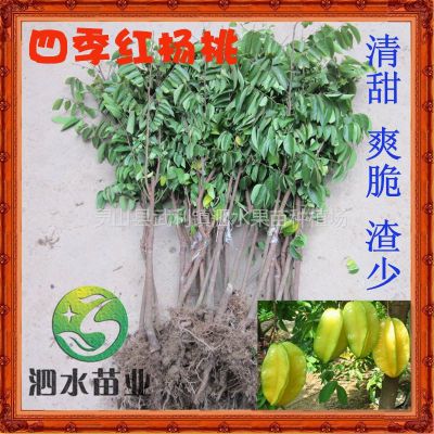 供应马来西亚红杨桃 丰产型庭院盆栽果树苗南方植物种苗木批发