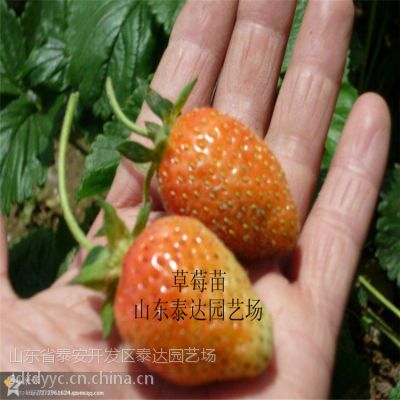 红颜草莓苗多少钱一棵 哪里有红颜草莓苗 泰达园艺场红颜草莓基地