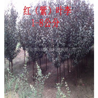 五公分红叶李,六公分红叶李树苗(优质商家),北京五公分红叶李