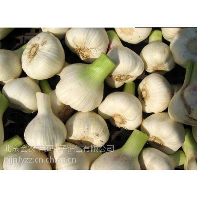 金蒜二号大蒜种子供应