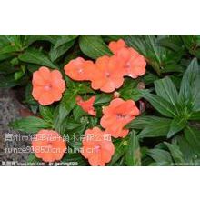 管理简单的【山东青州非洲凤仙价格】【非洲凤仙种植基地】