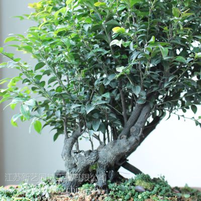 xinyi׮СҶ̴辰һ֧д辰